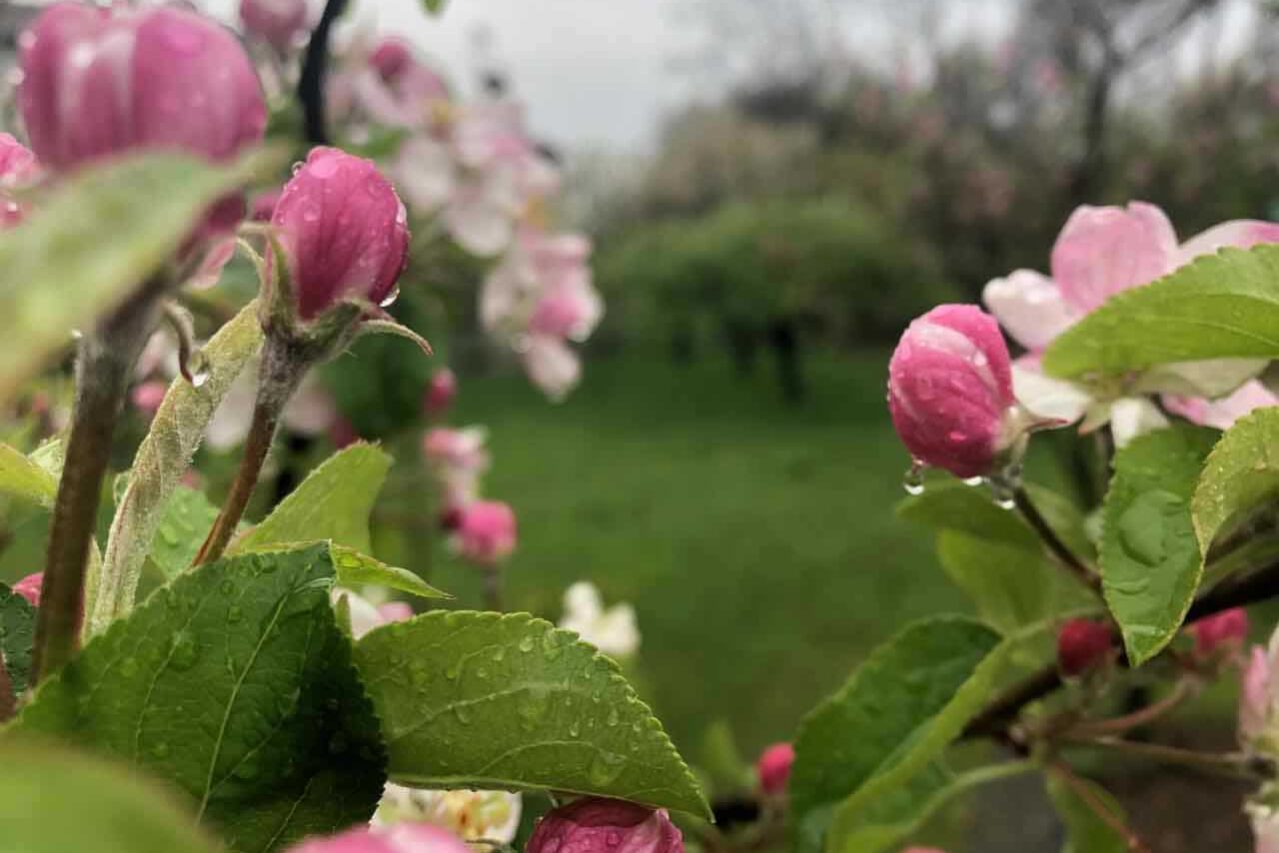 pioggia a primavera