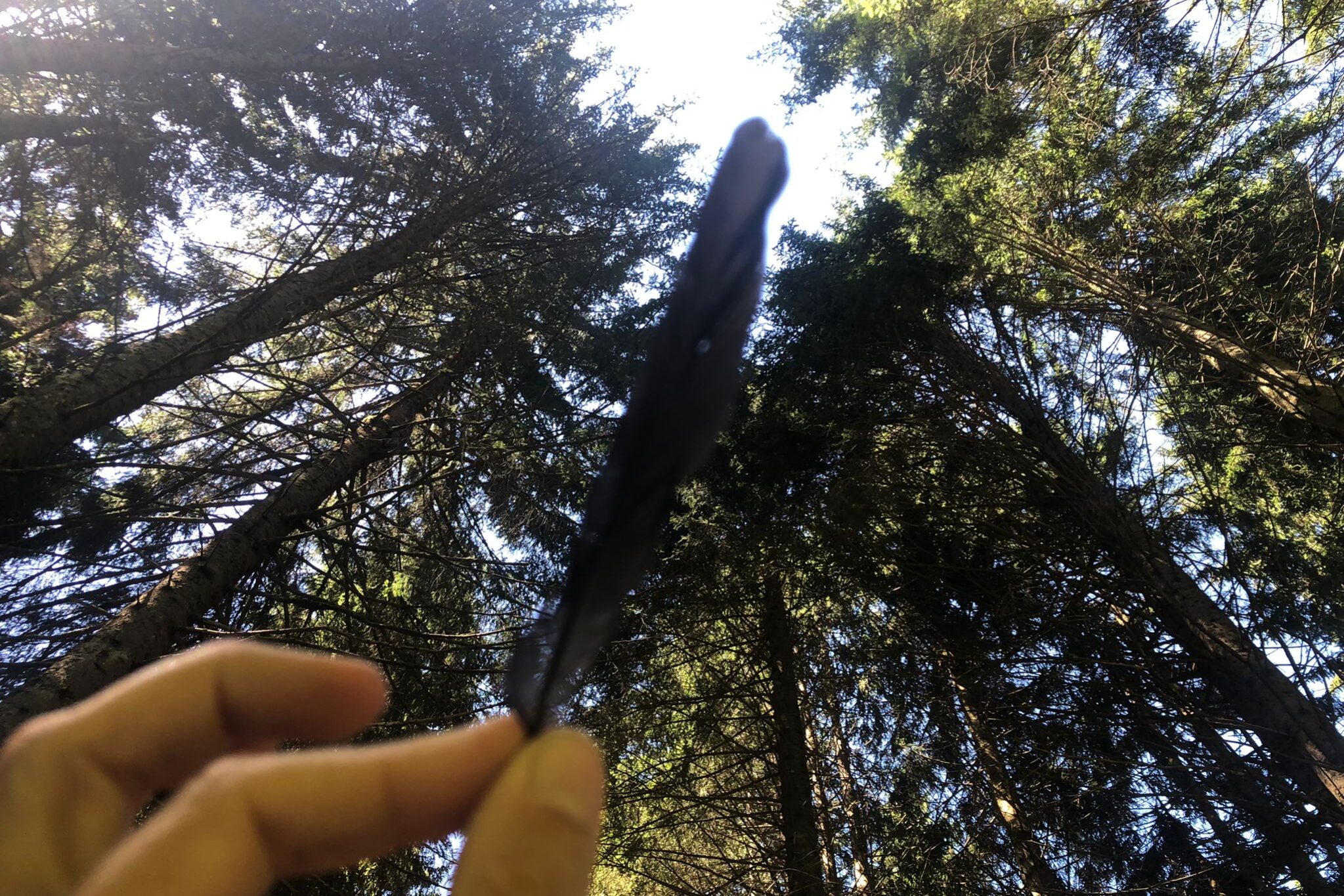 piuma nera